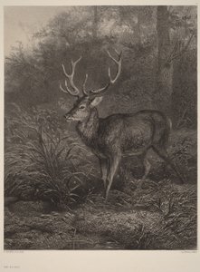 Ten-Point Stag by Karl Bodmer