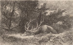 Resting Deer