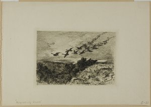 Flying Geese by Karl Bodmer