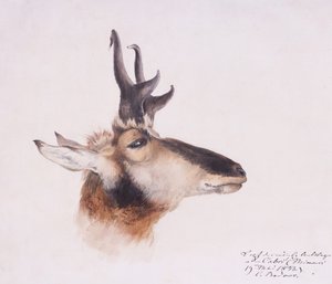 Head of an Antelope