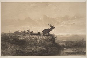 The Morning. Stag and Hinds by Karl Bodmer