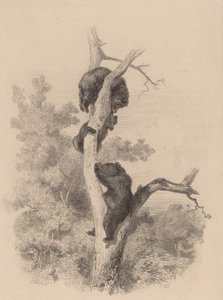 The Bears by Karl Bodmer