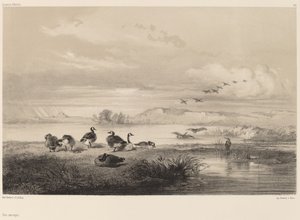 Wild Geese by Karl Bodmer