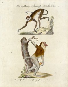 African Monkeys