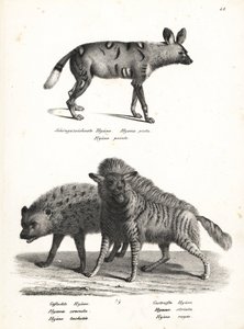 African Wild Dog, Spotted Hyena, and Striped Hyena