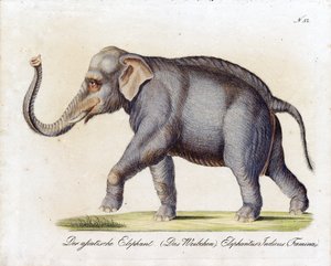 Asian Elephant (Female)