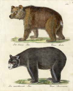 Brown Bear and American Bear