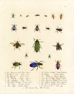Diversity of Tiger Beetles and Other Beetle Species