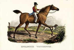 English Racer Horse