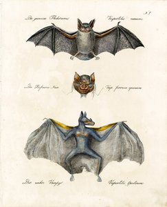 European Bat Species by Karl Joseph Brodtmann