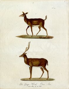 Female and Male Ganges Deer