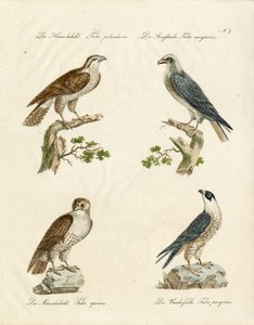 Goshawk and Kestrel