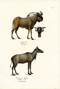 Hartebeest, 1824