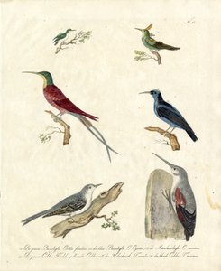 Hummingbirds and Treecreepers