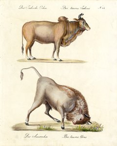 Indian Zebu and Aurochs by Karl Joseph Brodtmann