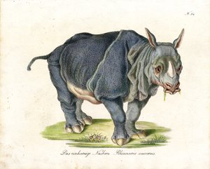 Indian Rhinoceros