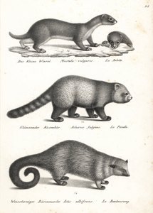 Least weasel, red panda, and bearcat. Lithograph from Heinrich Rudolf Schinz