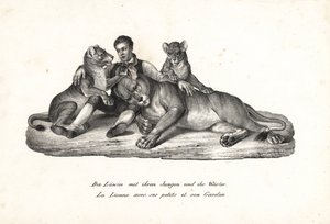 Lioness and cubs with trainer (Lithograph by Karl Joseph Brodtmann from Heinrich Rudolf Schinz