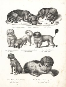 Lurcher, Bichon, Spanish dog, Chow Chow, Pug dog, and Poodle. Lithograph from Heinrich Rudolf Schinz