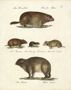Marmot and Other Rodents