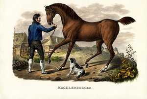 Mecklenburger Horse, 1824