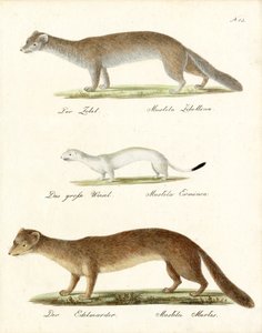 Sable, Stoat and Pine Marten