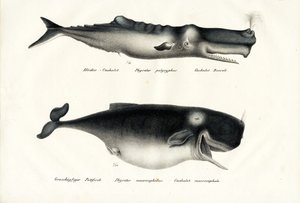 Sperm Whales