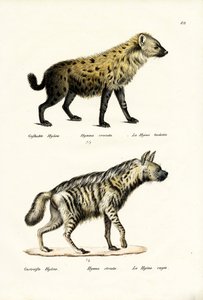 Spotted Hyaena, 1824