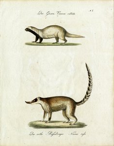 The Grison and Coati