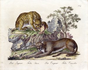 The Jaguar and the Cougar