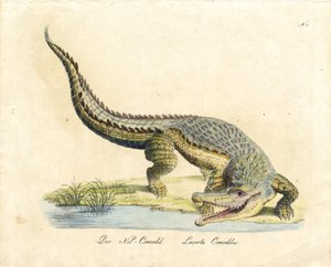 The Nile Crocodile