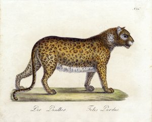 The Panther
