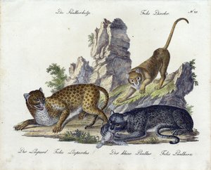 The Panther Cat with Leopard and Small Panther by Karl Joseph Brodtmann