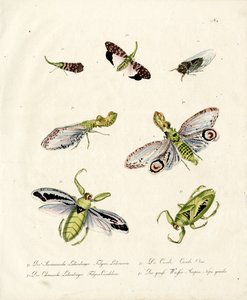 Various Cicadas and Lanternflies