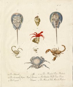Various Crustaceans and Marine Creatures