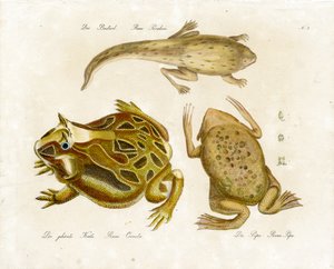 Various Frog Species