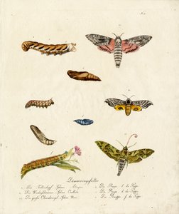 Various Hawk Moths