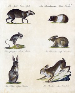 Various Types of Small Mammals
