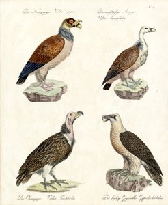 Various Vulture Species
