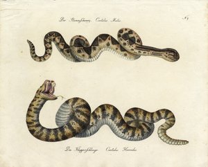 Venomous Snakes