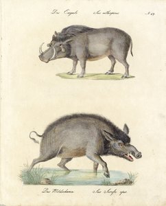 Warthog and Wild Boar