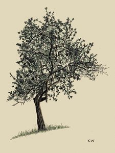 Deciduous Tree by Karl Wiener
