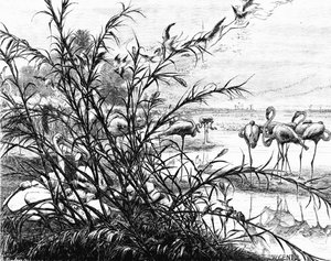 A Parliament of Birds on the Lake Menaleh