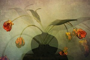 Faded Tulips Still Life by Katarina Holmström