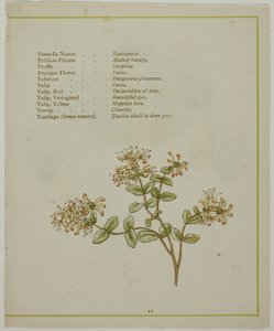 Valerian Through Volkamenia, from The Illuminated Language of Flowers by Kate Greenaway