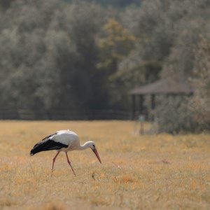 Pagoda Heron, 2021