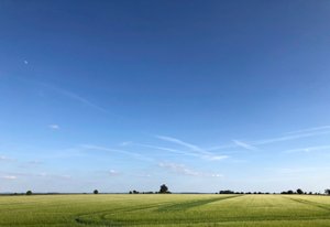 Summer Crop 2018 by Katha Wood