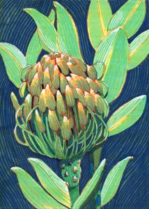 Vibrant Protea Flower by Katie O'Shea