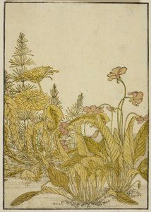 Spring Flowers: Violets and Dandelions, from the book 