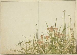 Summer Flowers: Irises and Water Plantains, from the book 